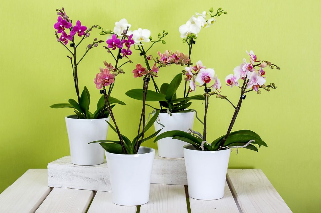 coltivazione orchidea