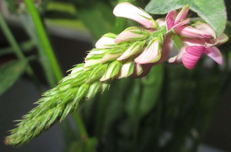 piante foraggere