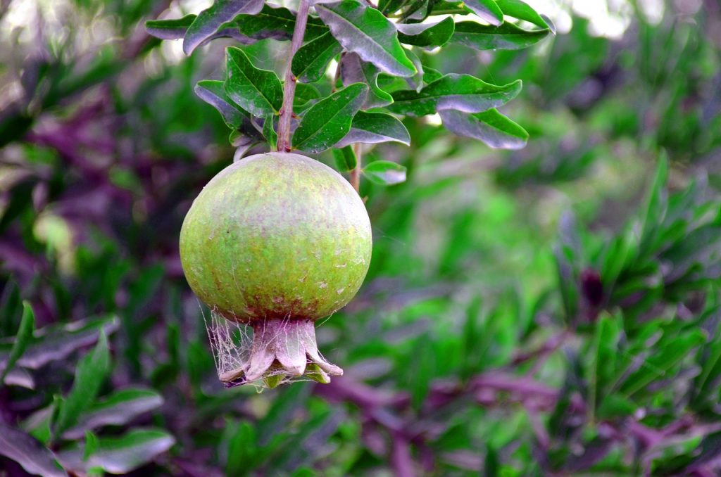 malattie del melograno
