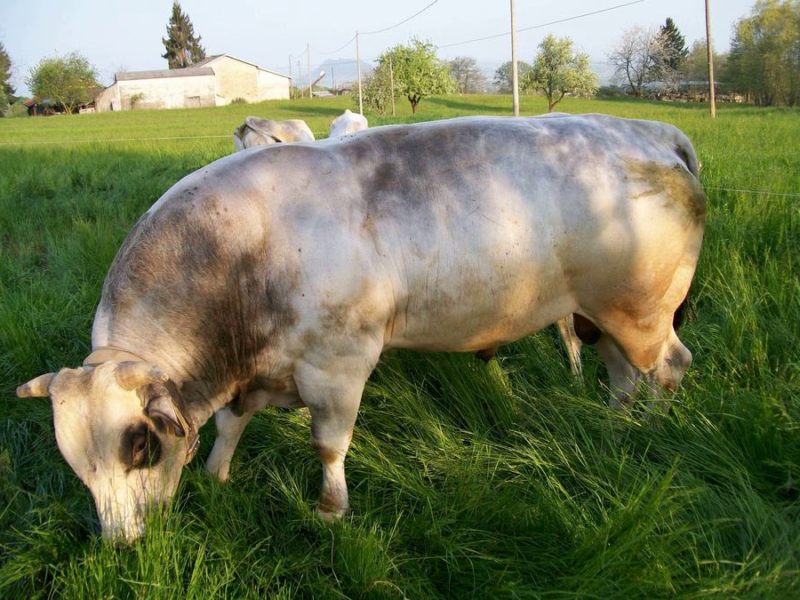 fassona piemontese