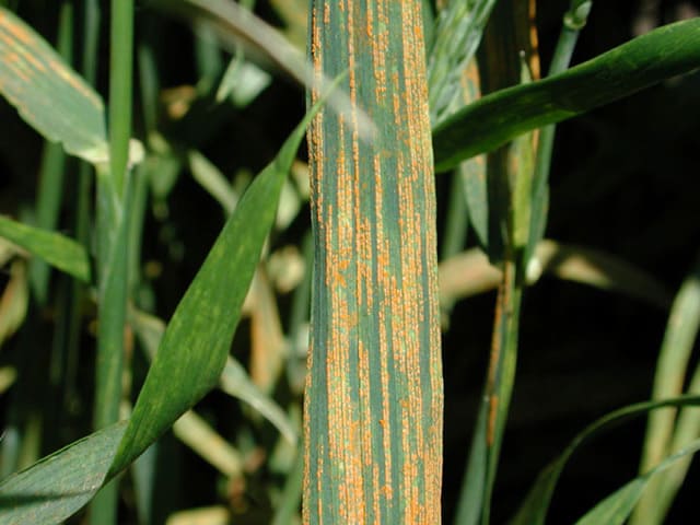 ruggine gialla