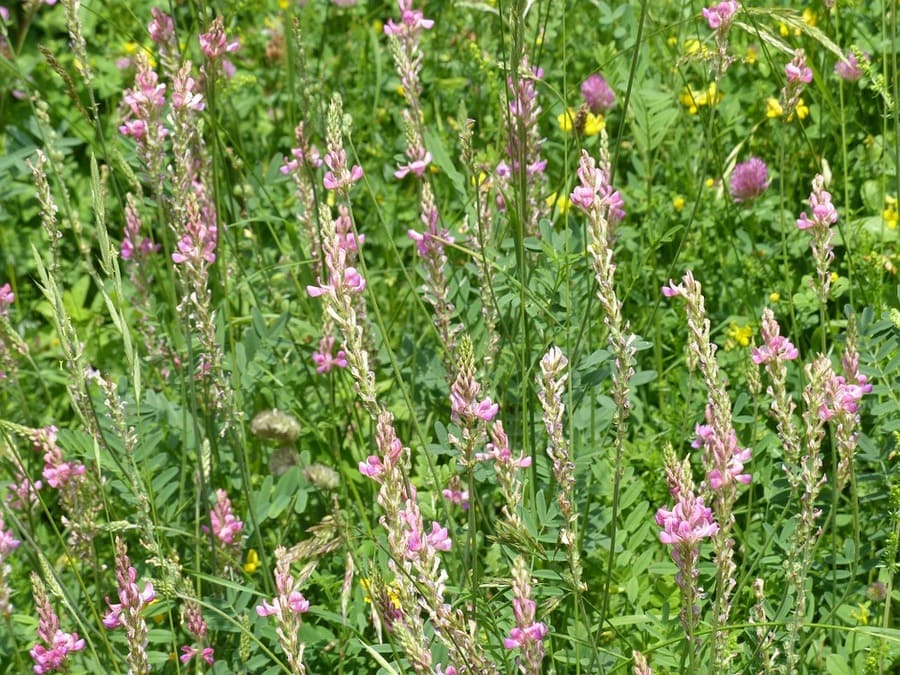 semina lupinella
