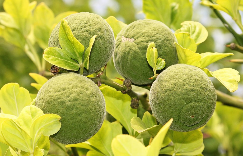Citrus Tristeza Virus