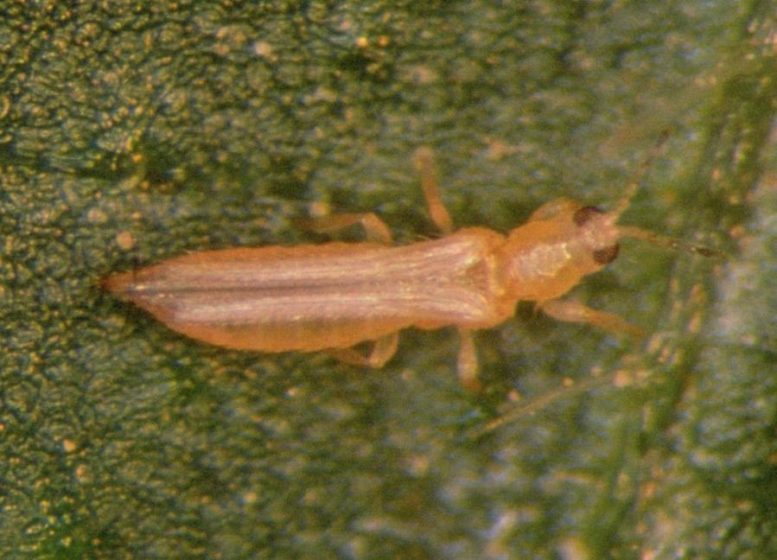 Frankliniella occidentalis