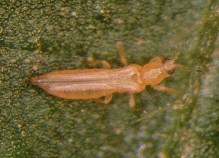 Frankliniella occidentalis