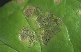 Frankliniella occidentalis