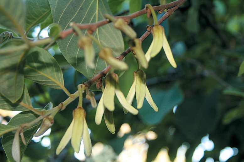 annona