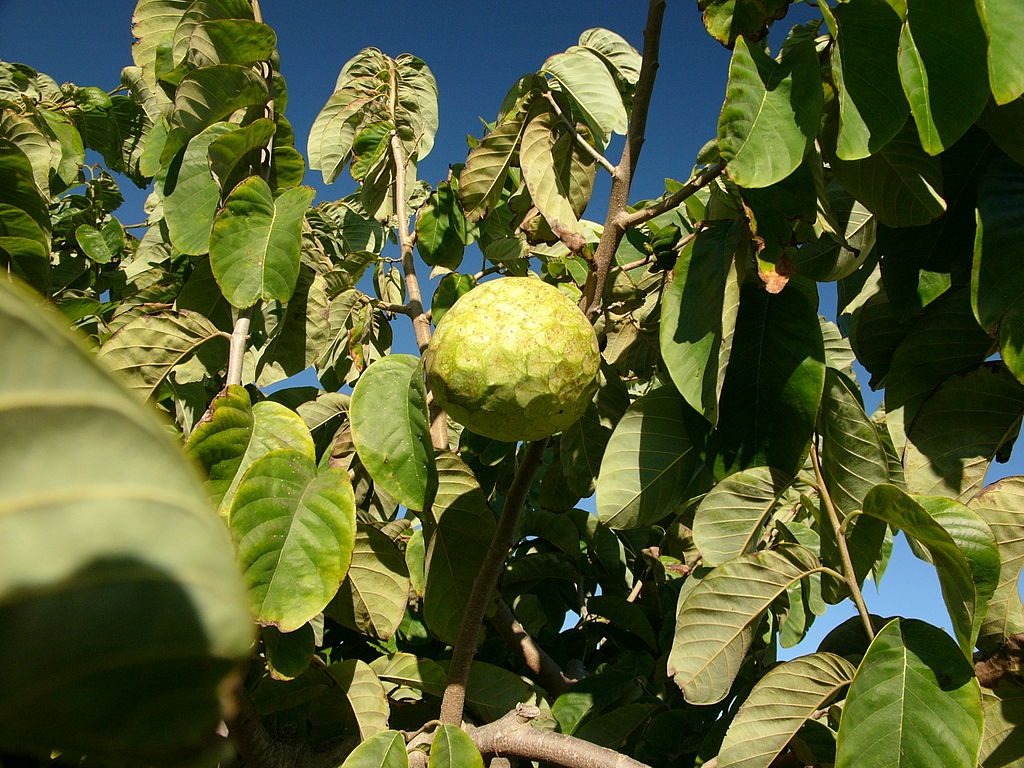annona