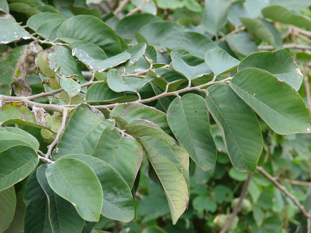 annona