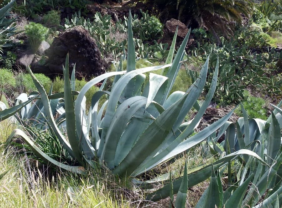 agave
