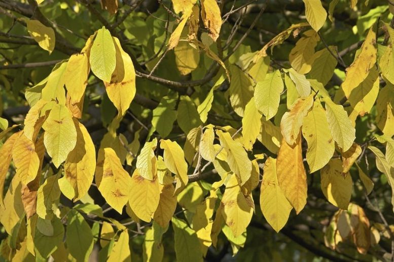 asimina triloba