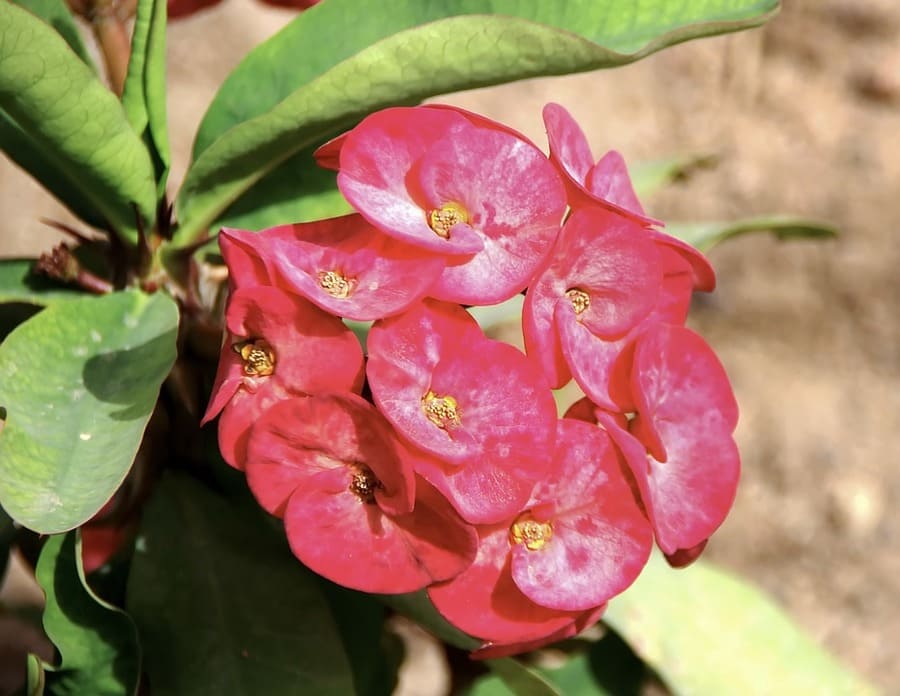 coltivare euforbia