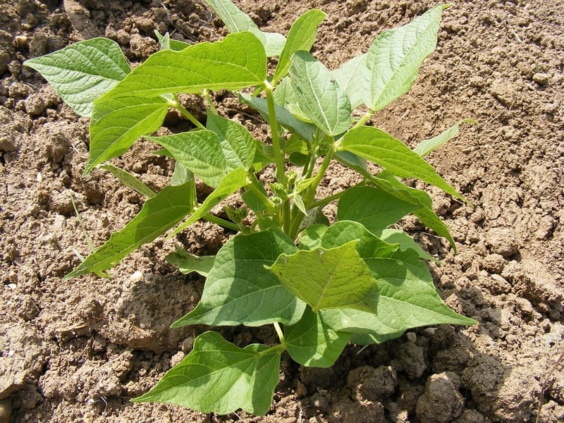 coltivare fagiolo