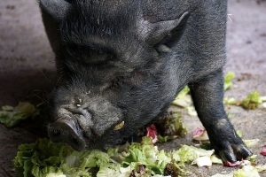 cosa mangiano maiali