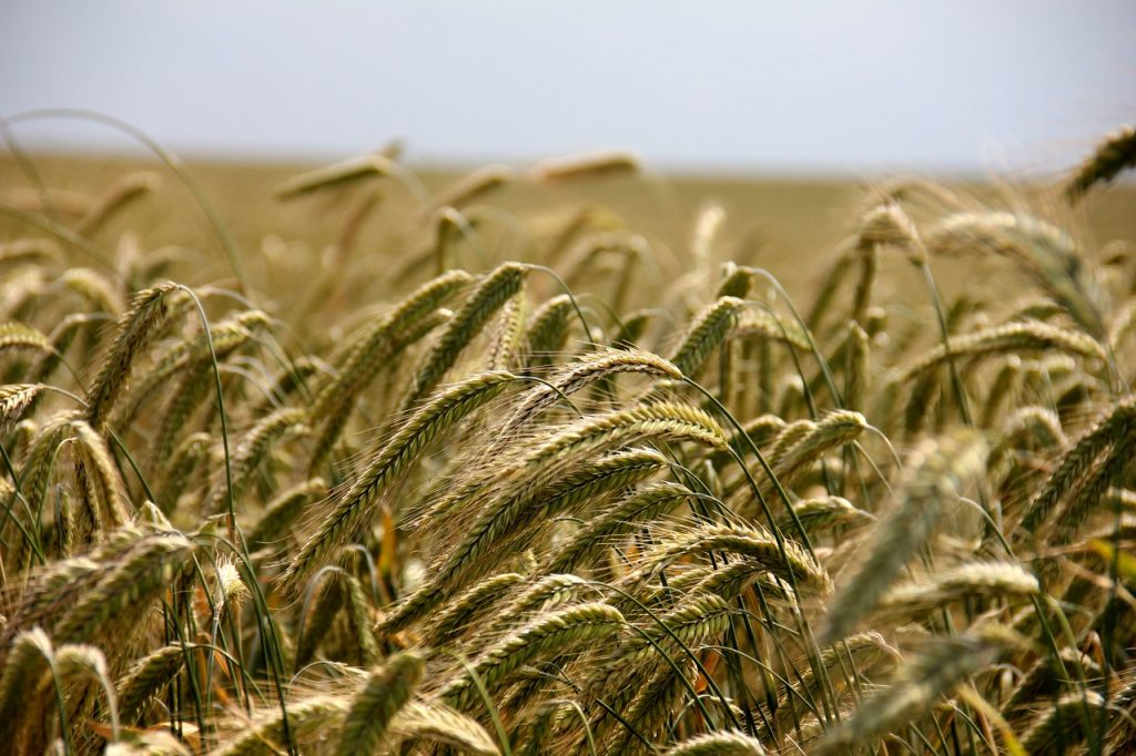 IMU agricola