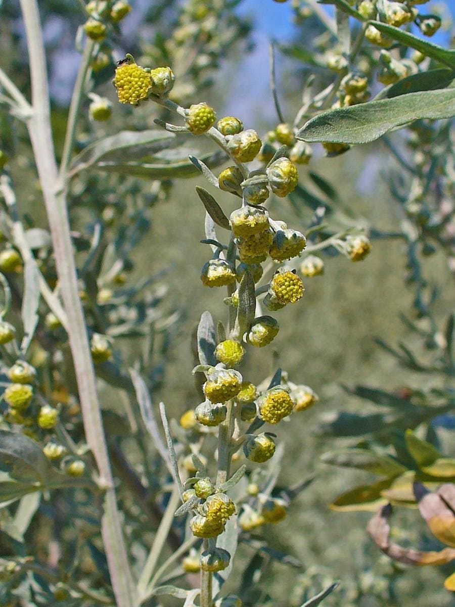 pianta artemisia gialla