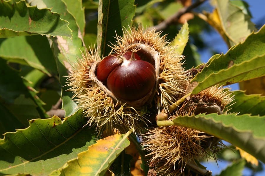 potatura allevamento castagno