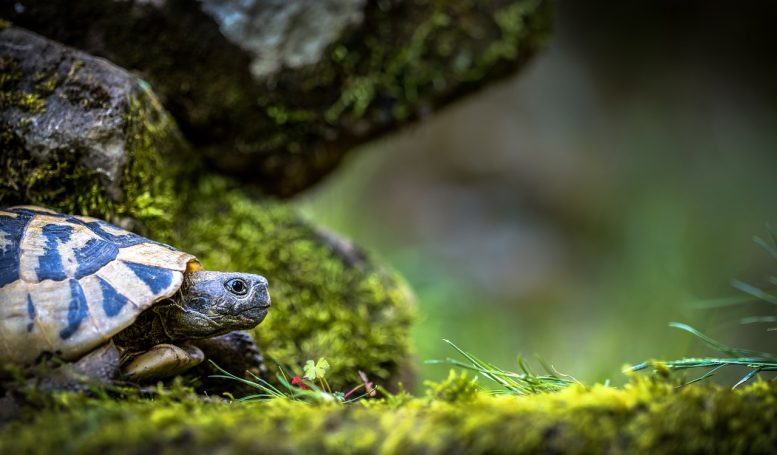 allevare tartarughe di terra