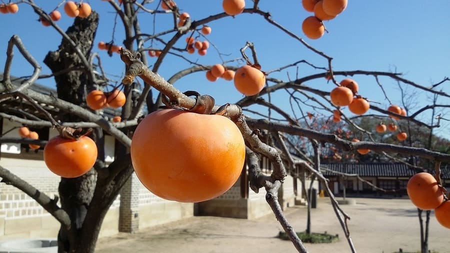 albero cachi vaniglia