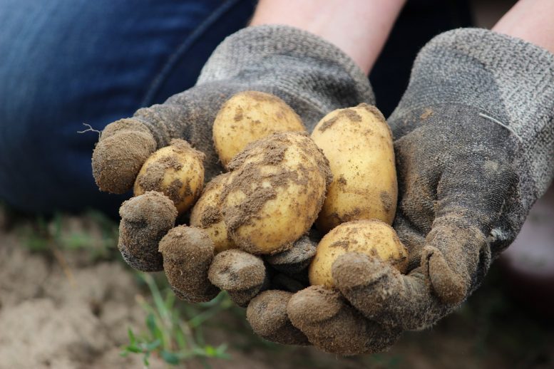 piantare-patate
