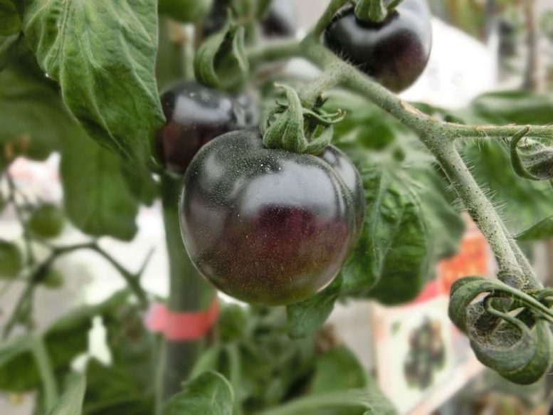 coltivare pomodoro nero