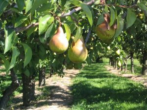 come coltivare alberi frutto