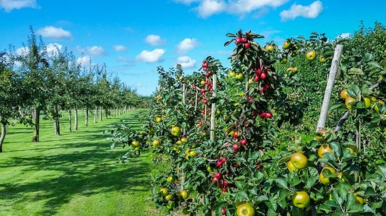 come fare un frutteto