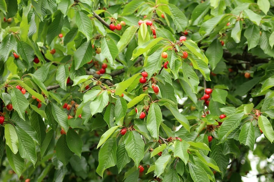 come piantare alberi da frutto
