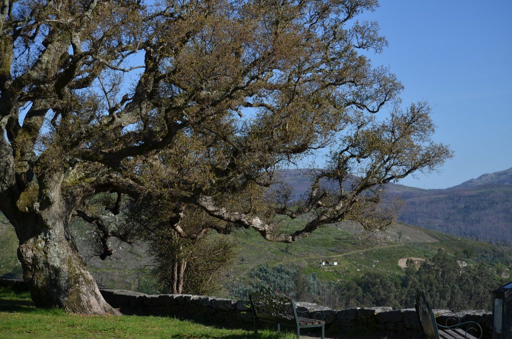 quercia-da-sughero