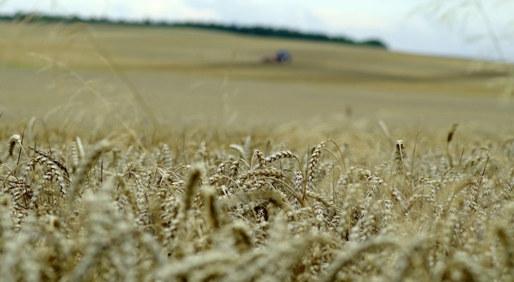 triticale