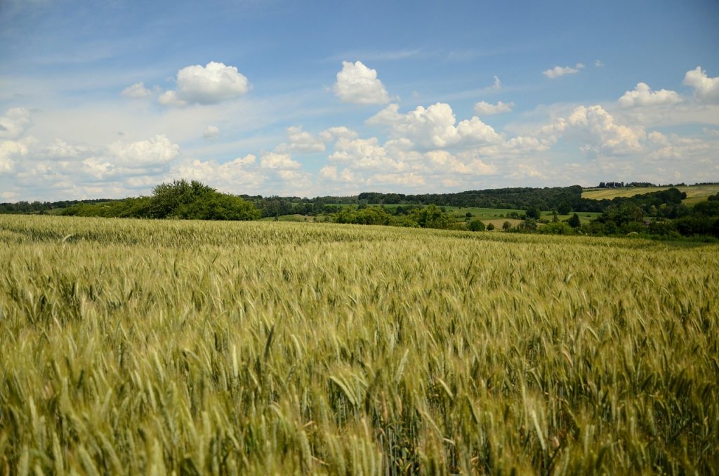 triticale
