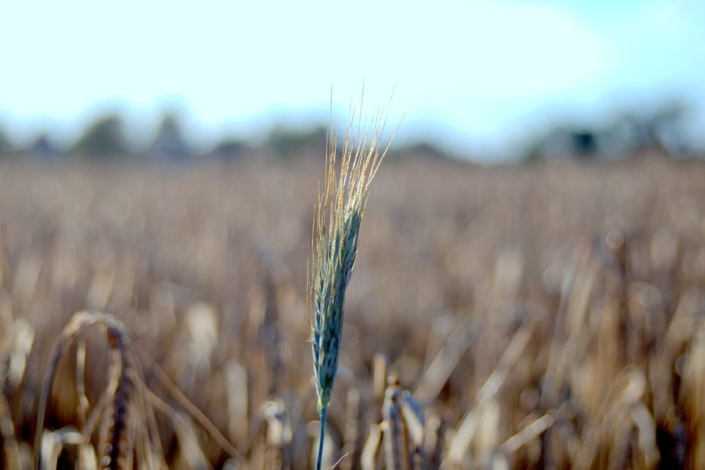 triticale