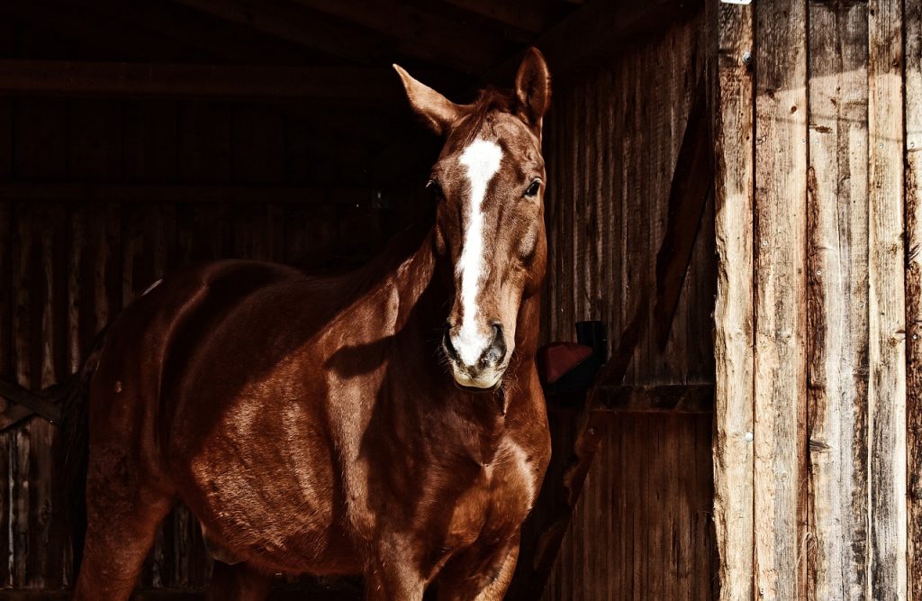 allevamento di cavalli