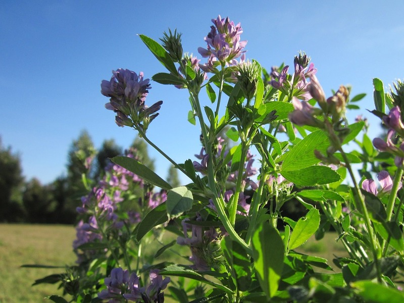 medicago lucerna