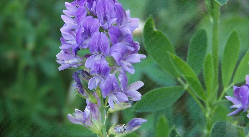 medicago sativa