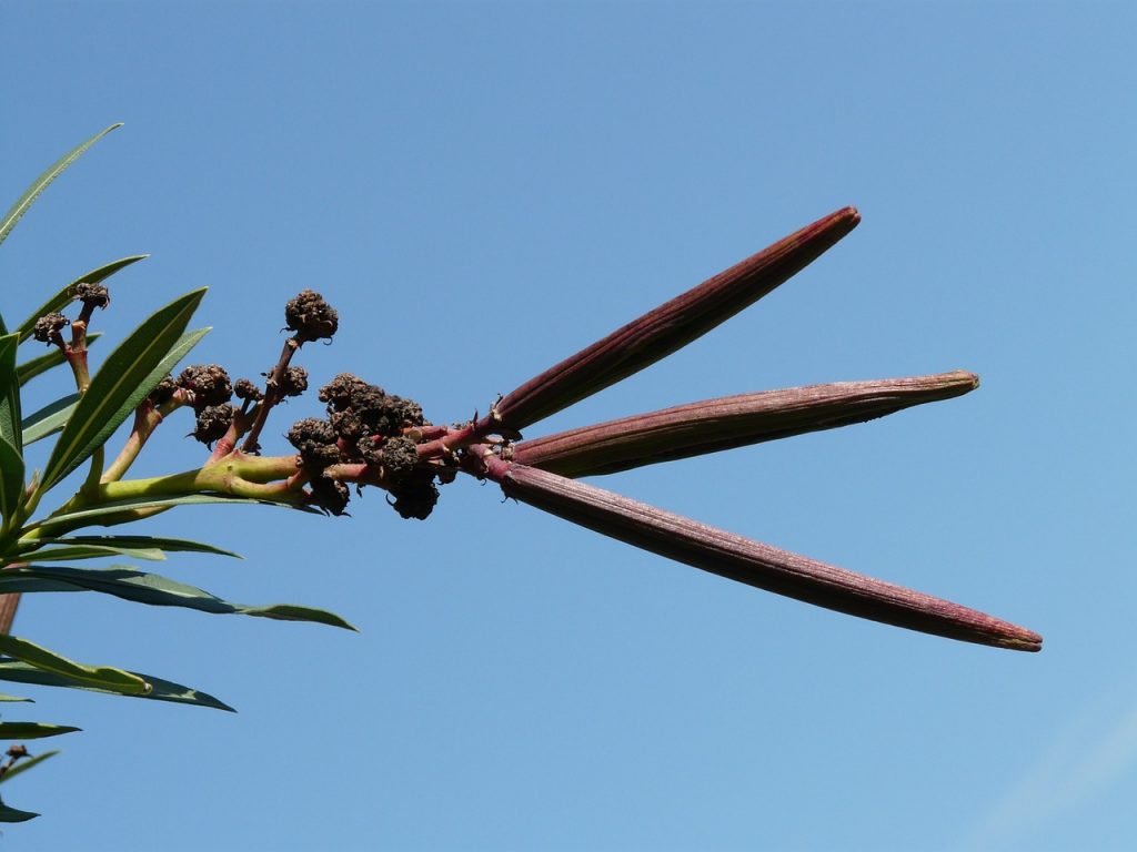 potatura dell'oleandro