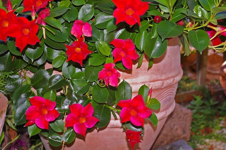 piante ornamentali