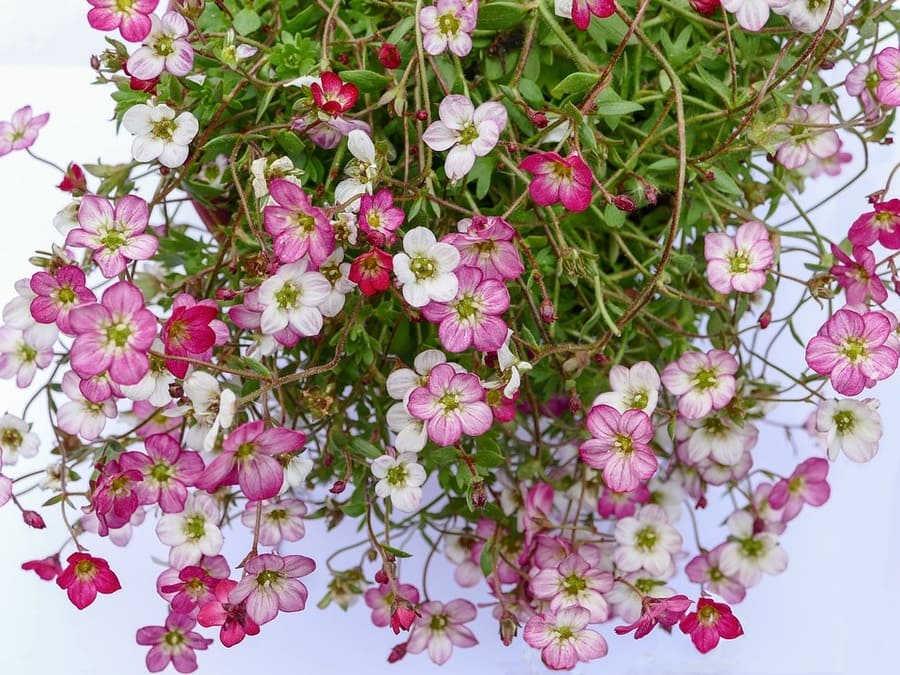 piante ricadenti