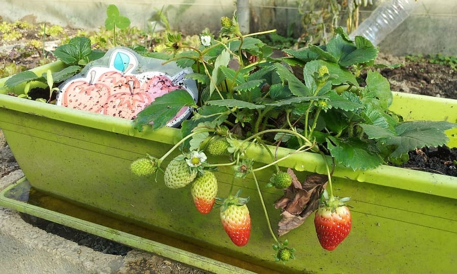 piante terrazzo frutta