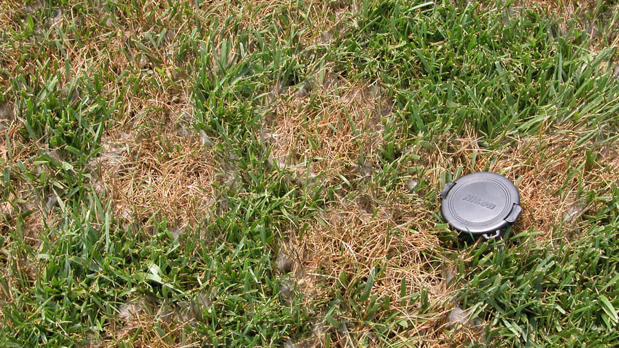pythium