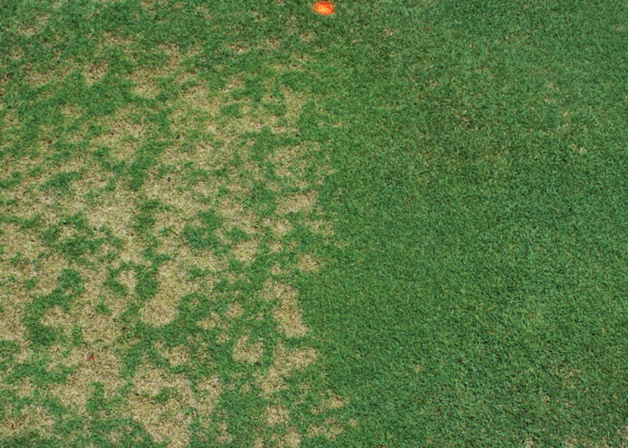 sclerotinia