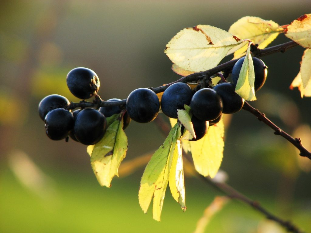 Pianta Di Prugnolo Selvatico (Prunus Spinosa) In Vaso Da 18 Cm – Foto Reale, Arbusto Rustico Per Siepi