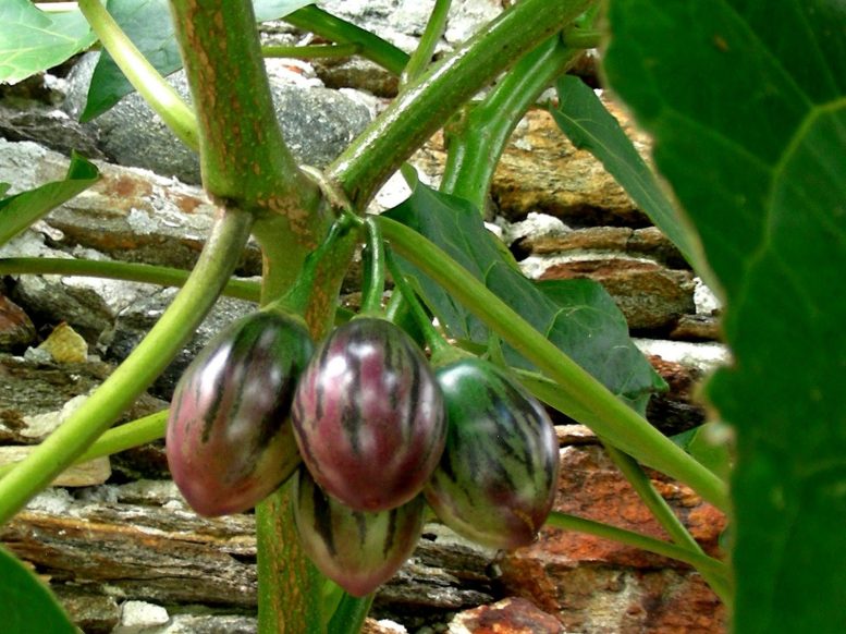 coltivare-il-tamarillo
