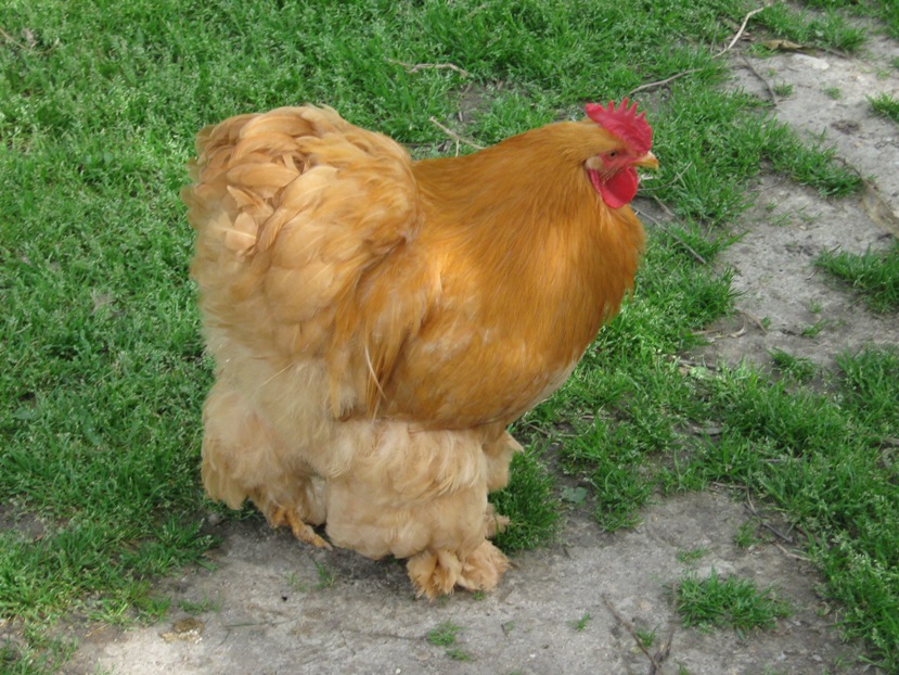 come si alleva la gallina cocincina
