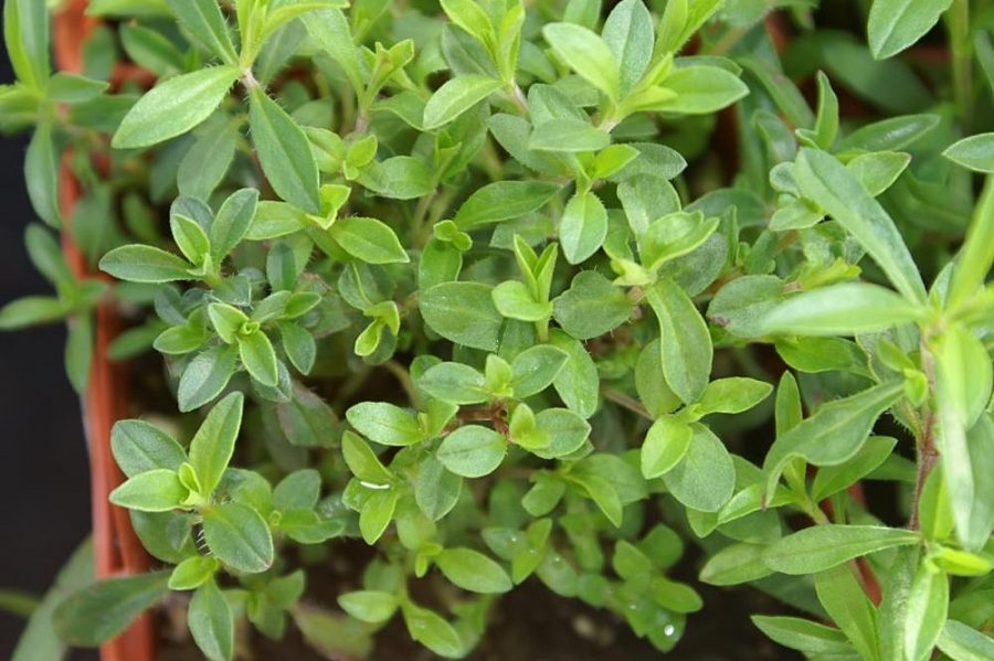 Santoreggia come coltivare questa interessante pianta officinale
