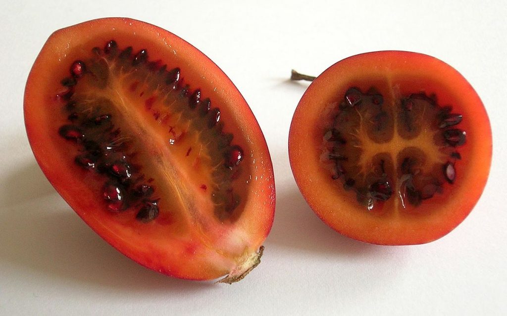 coltivare-il-tamarillo