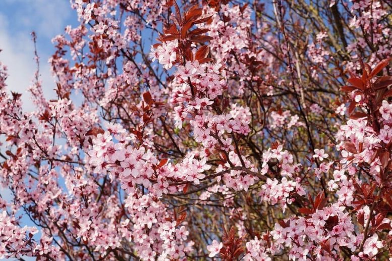 alberi ornamentali