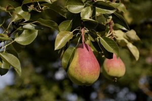alberi pomacee