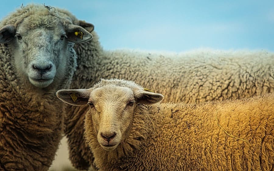 alimentazione pecore