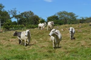 allevamento animali liberi